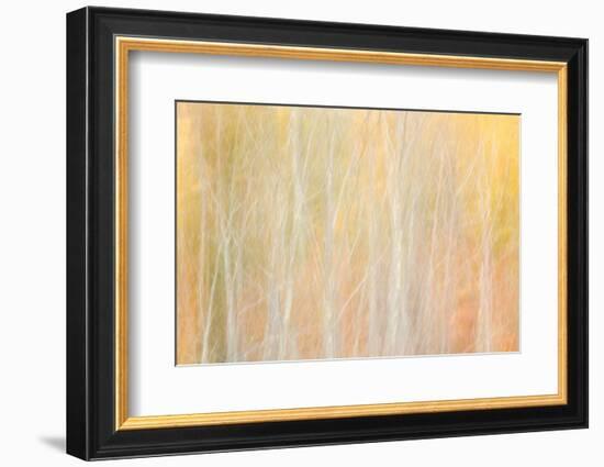 USA, New York, Adirondacks. Keene, abstract of autumn foliage and bare trees-Ann Collins-Framed Photographic Print