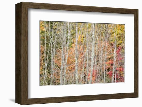 USA, New York, Adirondacks. Keene, autumn foliage past peak-Ann Collins-Framed Photographic Print