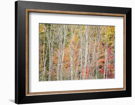 USA, New York, Adirondacks. Keene, autumn foliage past peak-Ann Collins-Framed Photographic Print