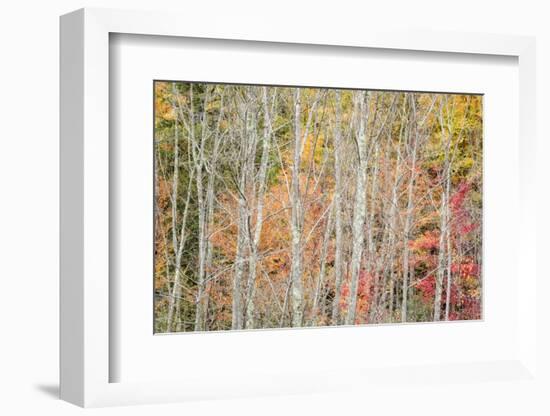 USA, New York, Adirondacks. Keene, autumn foliage past peak-Ann Collins-Framed Photographic Print