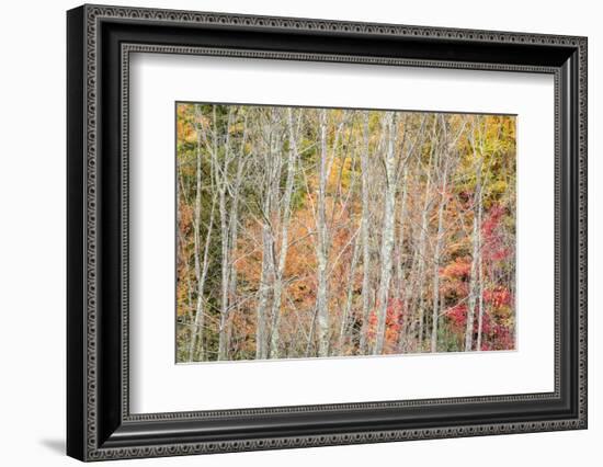 USA, New York, Adirondacks. Keene, autumn foliage past peak-Ann Collins-Framed Photographic Print