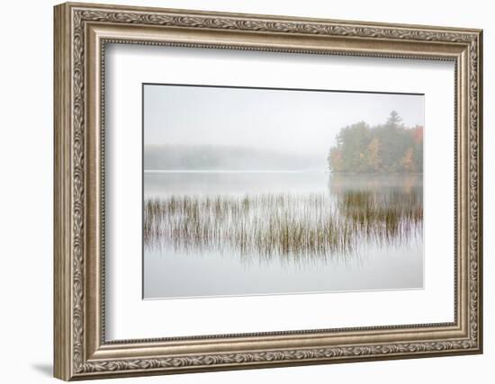 USA, New York, Adirondacks. Long Lake, foggy morning, reeds, and loon on Eaton Lake-Ann Collins-Framed Photographic Print