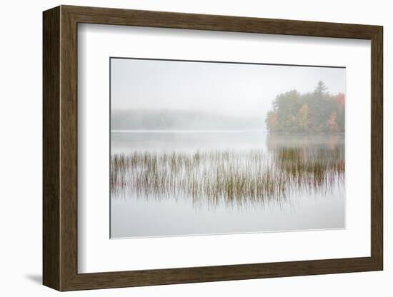 USA, New York, Adirondacks. Long Lake, foggy morning, reeds, and loon on Eaton Lake-Ann Collins-Framed Photographic Print