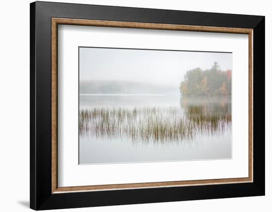 USA, New York, Adirondacks. Long Lake, foggy morning, reeds, and loon on Eaton Lake-Ann Collins-Framed Photographic Print