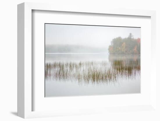 USA, New York, Adirondacks. Long Lake, foggy morning, reeds, and loon on Eaton Lake-Ann Collins-Framed Photographic Print