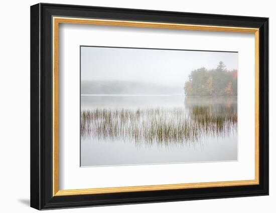 USA, New York, Adirondacks. Long Lake, foggy morning, reeds, and loon on Eaton Lake-Ann Collins-Framed Photographic Print