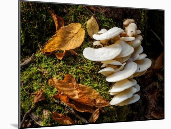 USA, New York, Adirondacks. Long Lake, fungi growing at base of tree next to Forked Lake-Ann Collins-Mounted Photographic Print