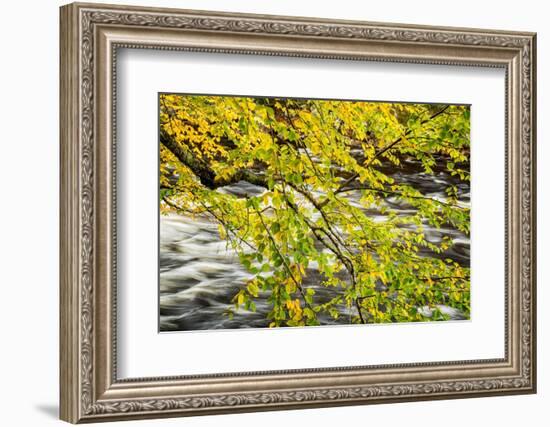 USA, New York, Adirondacks. Long Lake, Raquette River flows behind autumn foliage-Ann Collins-Framed Photographic Print