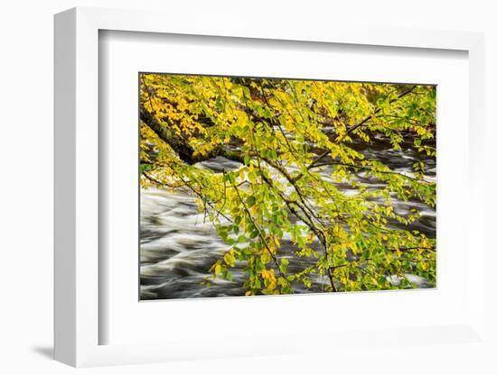 USA, New York, Adirondacks. Long Lake, Raquette River flows behind autumn foliage-Ann Collins-Framed Photographic Print