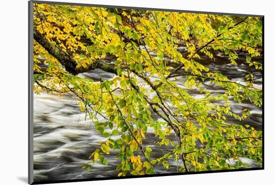 USA, New York, Adirondacks. Long Lake, Raquette River flows behind autumn foliage-Ann Collins-Mounted Photographic Print