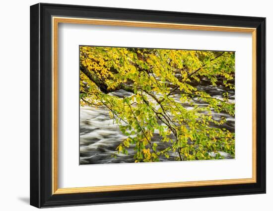 USA, New York, Adirondacks. Long Lake, Raquette River flows behind autumn foliage-Ann Collins-Framed Photographic Print