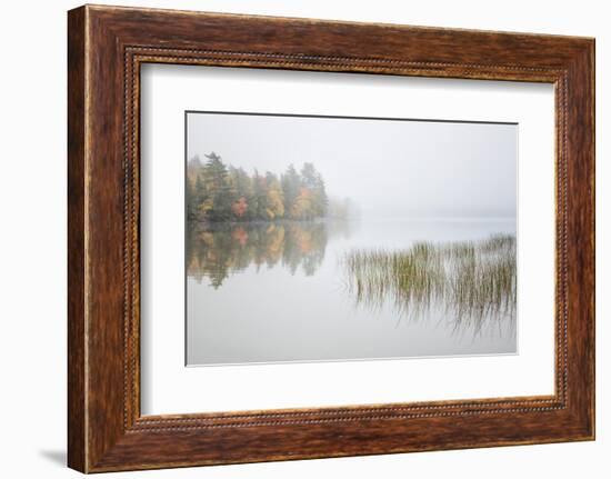 USA, New York, Adirondacks. Long Lake, reeds, fog, and fall foliage at Eaton Lake-Ann Collins-Framed Photographic Print