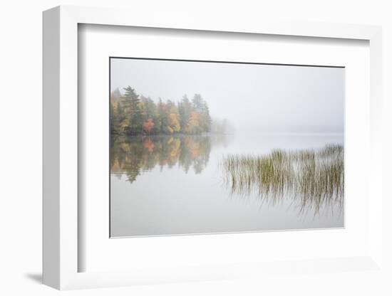 USA, New York, Adirondacks. Long Lake, reeds, fog, and fall foliage at Eaton Lake-Ann Collins-Framed Photographic Print