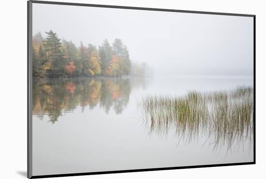 USA, New York, Adirondacks. Long Lake, reeds, fog, and fall foliage at Eaton Lake-Ann Collins-Mounted Photographic Print