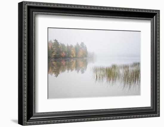 USA, New York, Adirondacks. Long Lake, reeds, fog, and fall foliage at Eaton Lake-Ann Collins-Framed Photographic Print