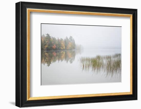 USA, New York, Adirondacks. Long Lake, reeds, fog, and fall foliage at Eaton Lake-Ann Collins-Framed Photographic Print