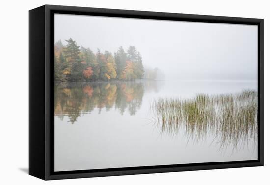 USA, New York, Adirondacks. Long Lake, reeds, fog, and fall foliage at Eaton Lake-Ann Collins-Framed Premier Image Canvas