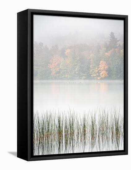 USA, New York, Adirondacks. Long Lake, reeds, fog, and fall foliage at Eaton Lake-Ann Collins-Framed Premier Image Canvas