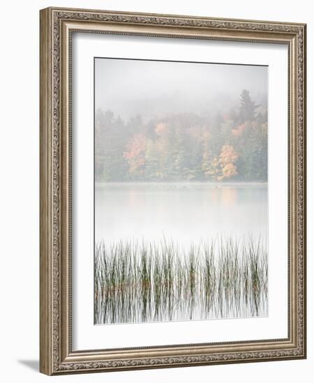 USA, New York, Adirondacks. Long Lake, reeds, fog, and fall foliage at Eaton Lake-Ann Collins-Framed Photographic Print