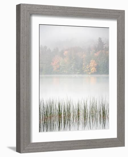 USA, New York, Adirondacks. Long Lake, reeds, fog, and fall foliage at Eaton Lake-Ann Collins-Framed Photographic Print