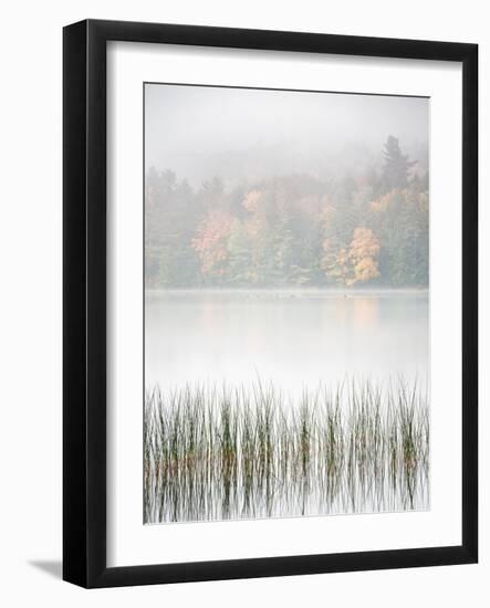 USA, New York, Adirondacks. Long Lake, reeds, fog, and fall foliage at Eaton Lake-Ann Collins-Framed Photographic Print