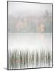 USA, New York, Adirondacks. Long Lake, reeds, fog, and fall foliage at Eaton Lake-Ann Collins-Mounted Photographic Print