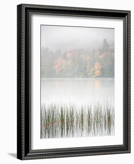 USA, New York, Adirondacks. Long Lake, reeds, fog, and fall foliage at Eaton Lake-Ann Collins-Framed Photographic Print