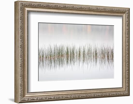 USA, New York, Adirondacks. Long Lake, reeds, fog, and fall foliage at Eaton Lake-Ann Collins-Framed Photographic Print