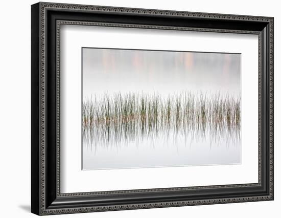 USA, New York, Adirondacks. Long Lake, reeds, fog, and fall foliage at Eaton Lake-Ann Collins-Framed Photographic Print