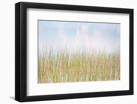 USA, New York, Adirondacks. Long Lake, reeds, fog, and reflected fall color at Eaton Lake-Ann Collins-Framed Photographic Print