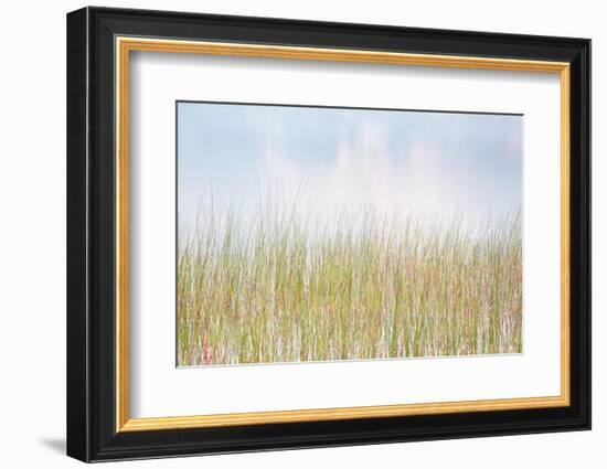 USA, New York, Adirondacks. Long Lake, reeds, fog, and reflected fall color at Eaton Lake-Ann Collins-Framed Photographic Print