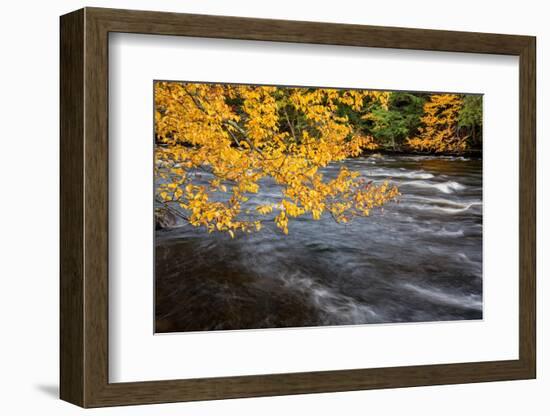 USA, New York, Adirondacks. Long Lake, yellow foliage along the Raquette River at Forked Lake-Ann Collins-Framed Photographic Print