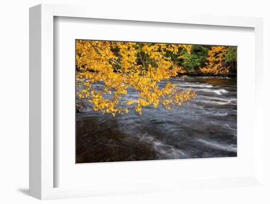 USA, New York, Adirondacks. Long Lake, yellow foliage along the Raquette River at Forked Lake-Ann Collins-Framed Photographic Print