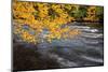 USA, New York, Adirondacks. Long Lake, yellow foliage along the Raquette River at Forked Lake-Ann Collins-Mounted Photographic Print