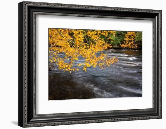 USA, New York, Adirondacks. Long Lake, yellow foliage along the Raquette River at Forked Lake-Ann Collins-Framed Photographic Print