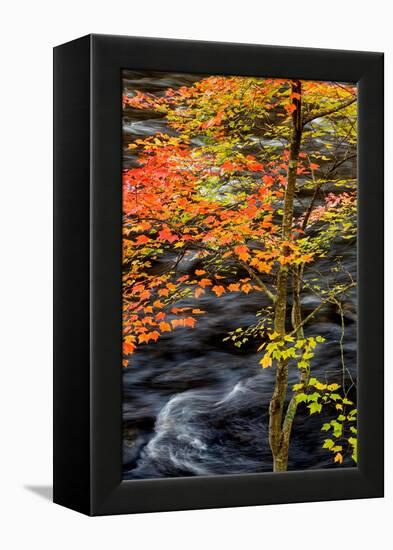 USA, New York, Adirondacks. Long Lake, young maple beside the Raquette River-Ann Collins-Framed Premier Image Canvas