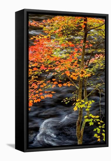 USA, New York, Adirondacks. Long Lake, young maple beside the Raquette River-Ann Collins-Framed Premier Image Canvas