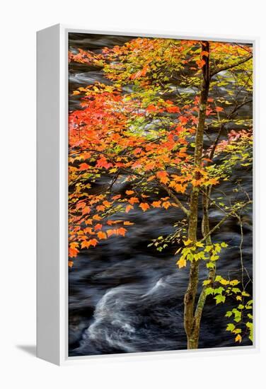 USA, New York, Adirondacks. Long Lake, young maple beside the Raquette River-Ann Collins-Framed Premier Image Canvas