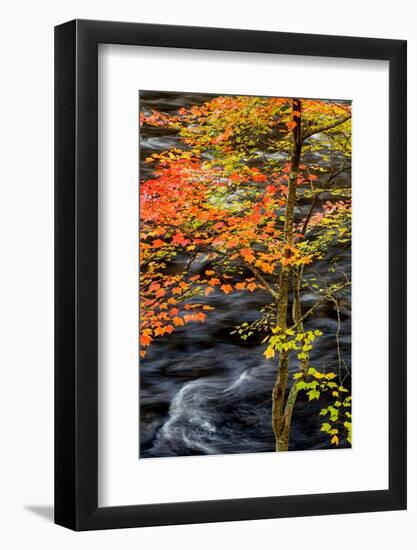 USA, New York, Adirondacks. Long Lake, young maple beside the Raquette River-Ann Collins-Framed Photographic Print