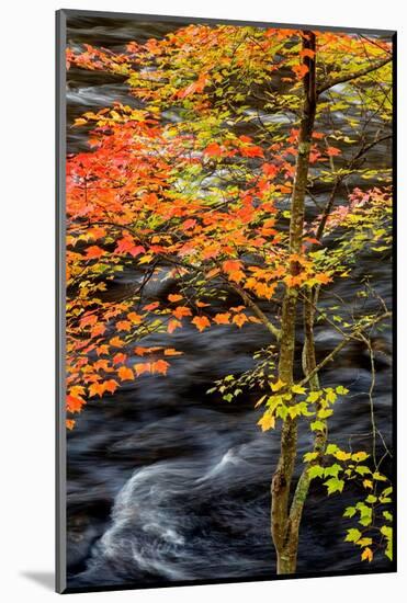 USA, New York, Adirondacks. Long Lake, young maple beside the Raquette River-Ann Collins-Mounted Photographic Print