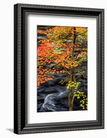 USA, New York, Adirondacks. Long Lake, young maple beside the Raquette River-Ann Collins-Framed Photographic Print