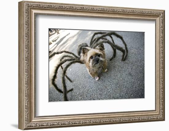 Usa, New York. Pet Halloween Contest at Thompkins Square Park-Julien McRoberts-Framed Photographic Print