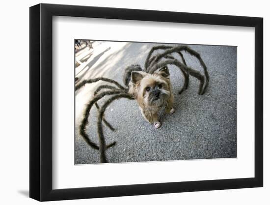 Usa, New York. Pet Halloween Contest at Thompkins Square Park-Julien McRoberts-Framed Photographic Print