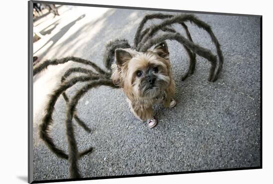 Usa, New York. Pet Halloween Contest at Thompkins Square Park-Julien McRoberts-Mounted Photographic Print