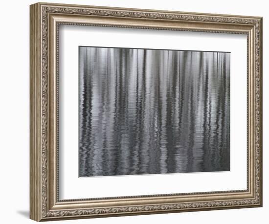 USA, New York State. Abstract reflection of winter trees.-Chris Murray-Framed Photographic Print