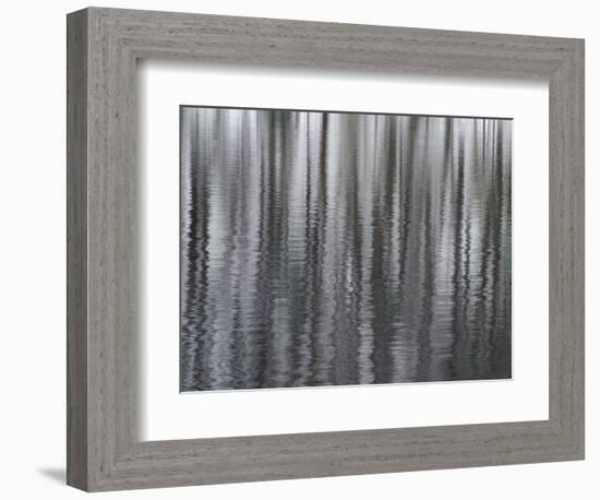 USA, New York State. Abstract reflection of winter trees.-Chris Murray-Framed Photographic Print