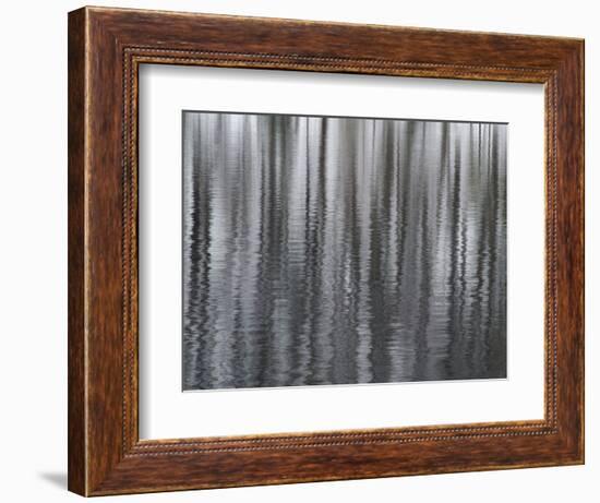 USA, New York State. Abstract reflection of winter trees.-Chris Murray-Framed Photographic Print