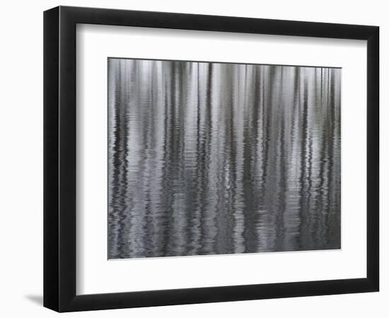 USA, New York State. Abstract reflection of winter trees.-Chris Murray-Framed Photographic Print