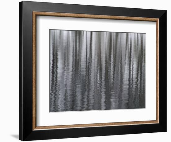 USA, New York State. Abstract reflection of winter trees.-Chris Murray-Framed Photographic Print