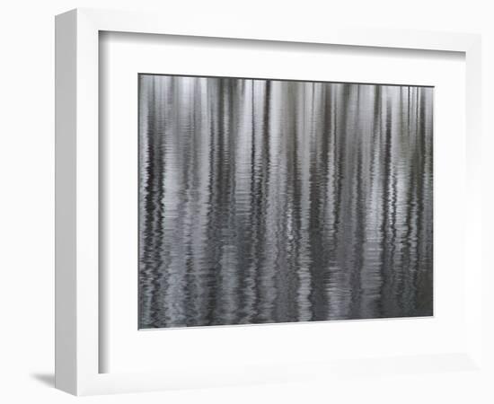 USA, New York State. Abstract reflection of winter trees.-Chris Murray-Framed Photographic Print